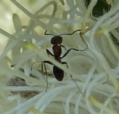 Iridomyrmex purpureus