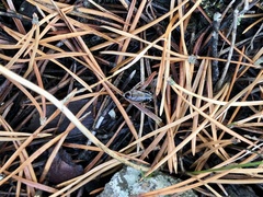 Ectobius sylvestris