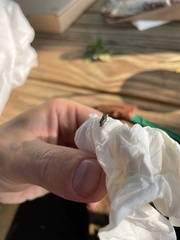 Cerastipsocus venosus