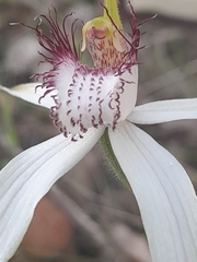 Caladenia longicauda
