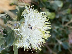 Coelopidae