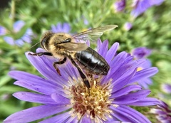 Apis mellifera