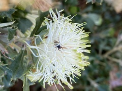 Coelopidae