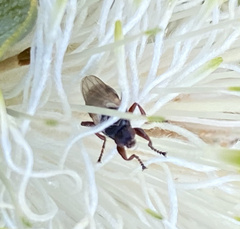Coelopidae