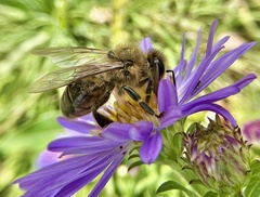 Apis mellifera