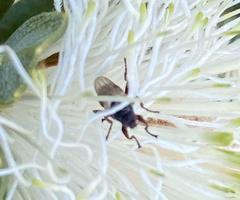 Coelopidae