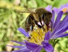 Apis mellifera
