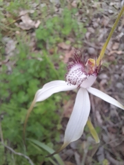 Caladenia longicauda