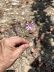 Epilobium brachycarpum