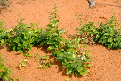 Asparagus multituberosus