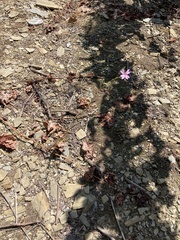 Epilobium brachycarpum