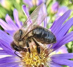 Apis mellifera