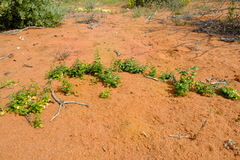 Asparagus multituberosus