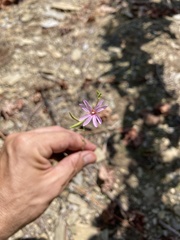 Epilobium brachycarpum