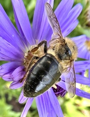 Apis mellifera