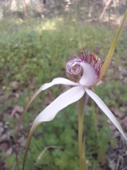 Caladenia longicauda