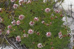 Serruria pedunculata