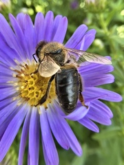 Apis mellifera