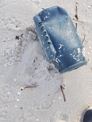 Eurynebria complanata