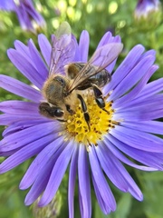 Apis mellifera