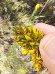 Phyllota phylicoides