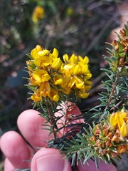 Phyllota phylicoides