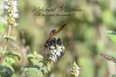 Scolia erythrocephala