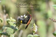 Scolia erythrocephala