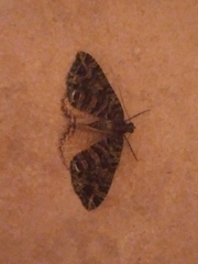 Austrocidaria similata