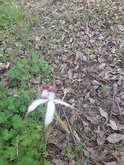 Caladenia longicauda