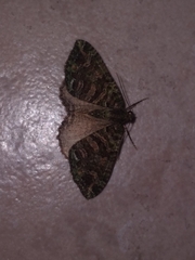 Austrocidaria similata