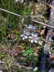 Burchardia umbellata