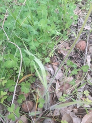 Caladenia longicauda