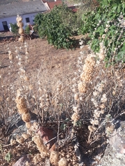 Pseudodictamnus hirsutus