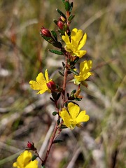 Hibbertia aspera
