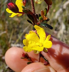 Hibbertia aspera