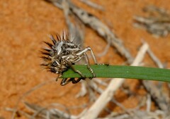 Brachycerus fascicularis