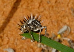 Brachycerus fascicularis