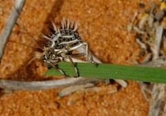 Brachycerus fascicularis