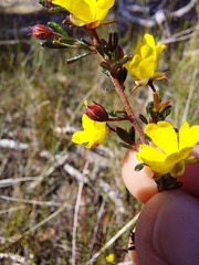 Hibbertia aspera