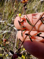 Hibbertia aspera