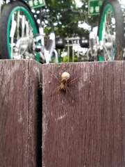 Lycosoidea