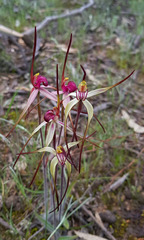 Caladenia fulva