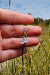 Thelymitra longiloba