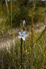 Thelymitra longiloba