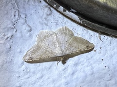Psamatodes abydata