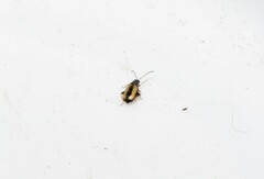 Phyllotreta lativittata