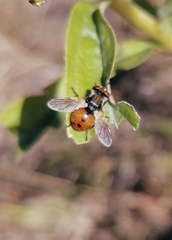 Gymnosoma rotundatum