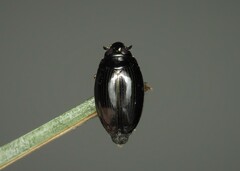 Gyrinus
