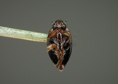 Gyrinus